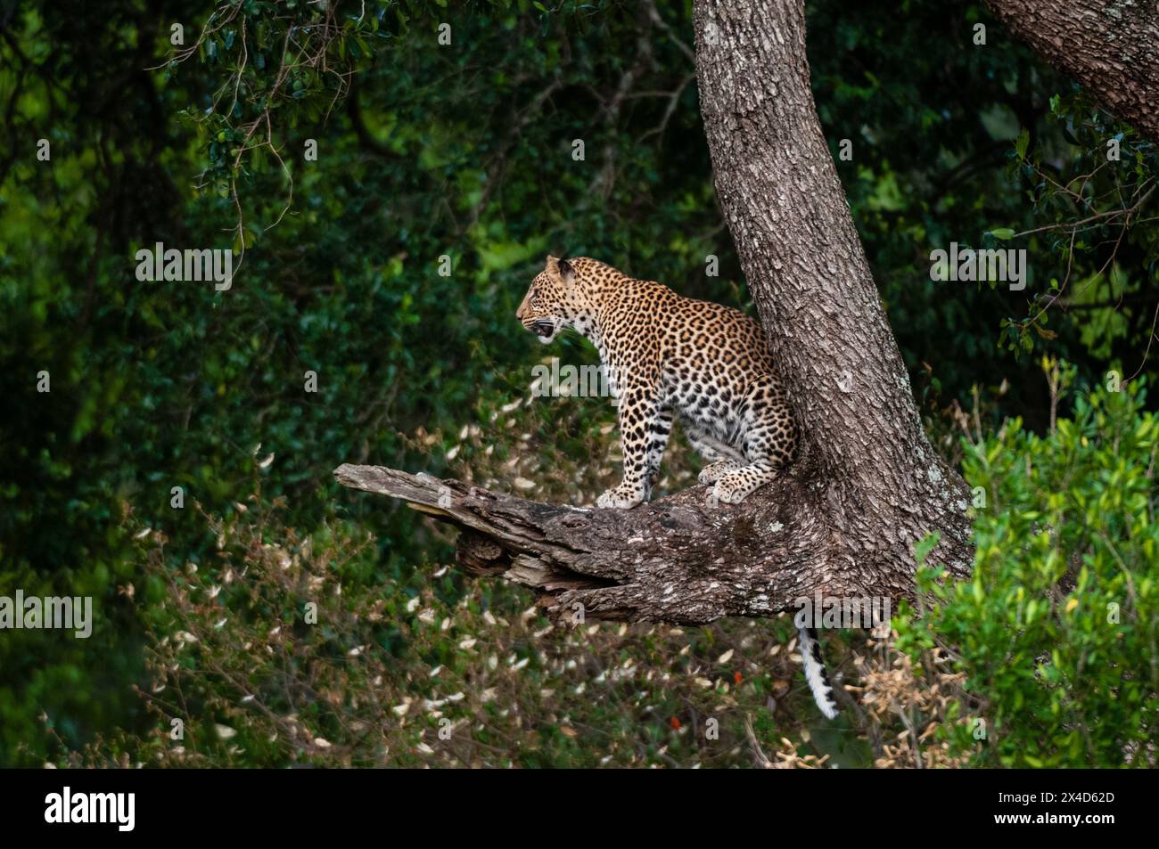 un leopardo, Panthera pardus, seduto in un albero su un grande ramo. Masai Mara National Reserve, Kenya. Foto Stock