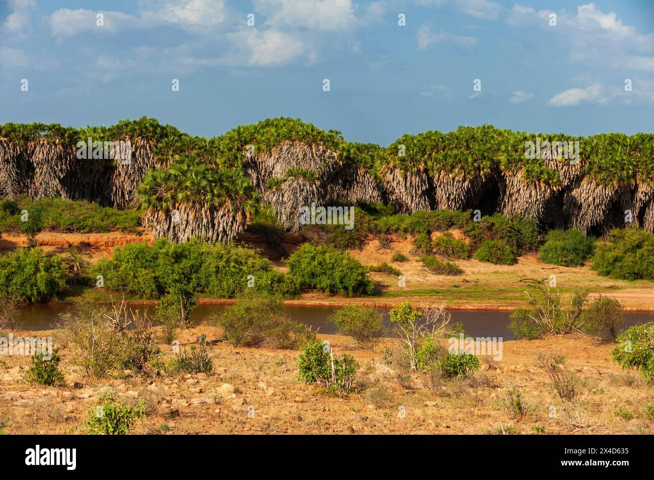 Palme di Doum, Hyphaene coriacea, lungo il fiume Galana, Parco Nazionale dello Tsavo Est, Kenya. Foto Stock