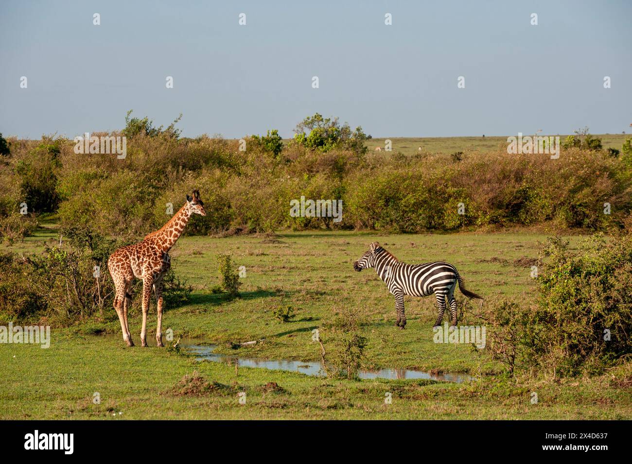 Una giraffa Masai, Giraffa camelopardalis, e zebra comune, Equus quagga, che si avvicina a una piccola buca d'acqua per bere. Masai Mara National Reserve, Kenya. Foto Stock