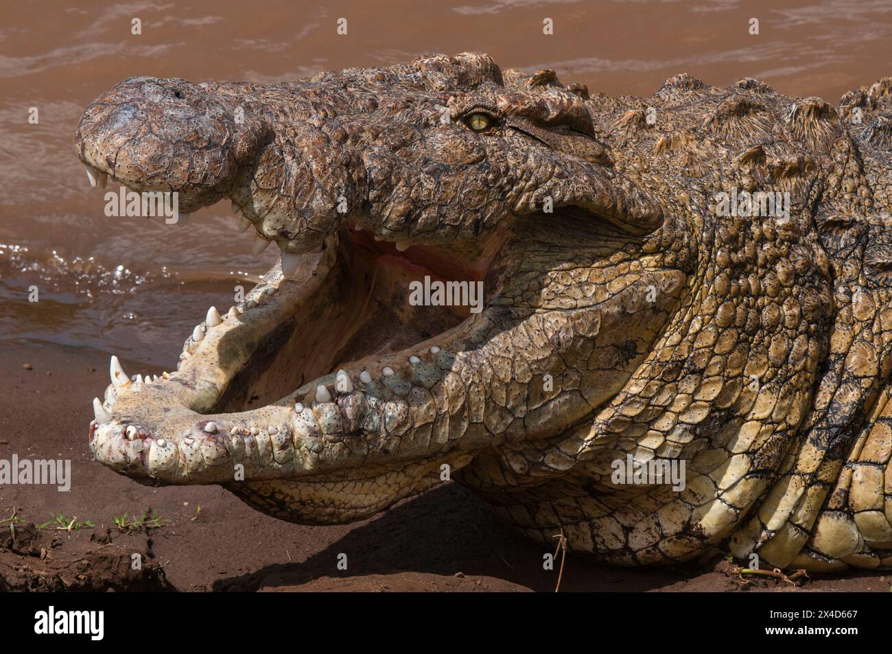 Primo piano di un coccodrillo del Nilo, Crocodylus niloticus, con la bocca aperta per aiutarlo a raffreddarsi. Riserva nazionale Masai Mara, Kenya. Foto Stock