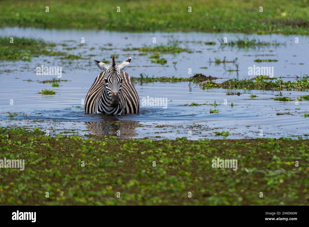 Una zebra comune, Equus quagga, camminando in acqua. Parco Nazionale di Amboseli, Kenya, Africa. Foto Stock