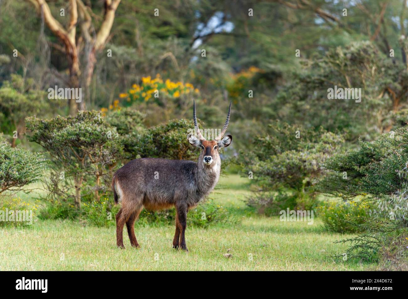 Un Waterbuck, Kobus ellissiprymnus, guardando la macchina fotografica. Kenya, Africa. Foto Stock