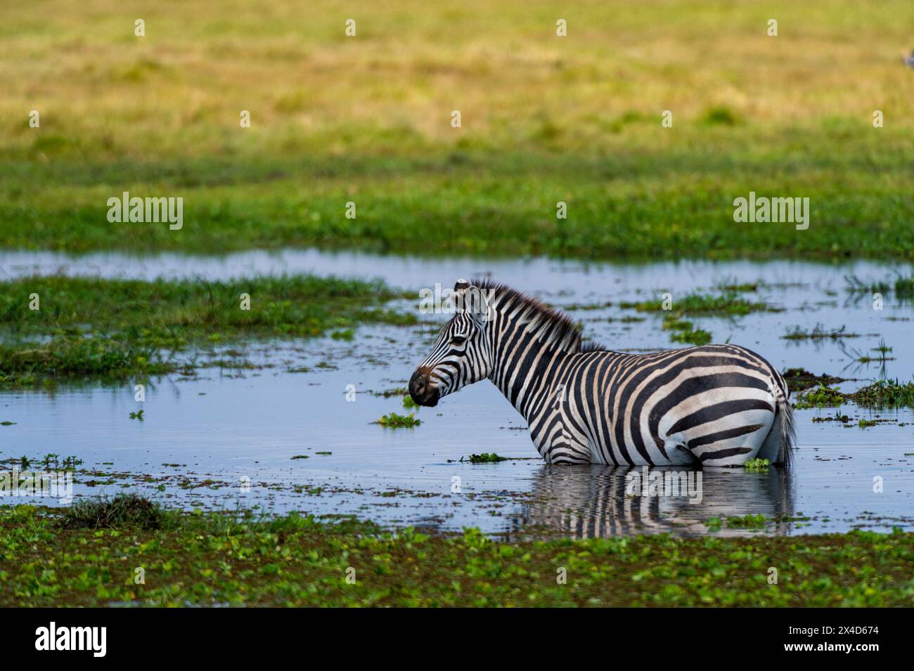 Una zebra comune, Equus quagga, in piedi in acqua. Parco Nazionale di Amboseli, Kenya, Africa. Foto Stock