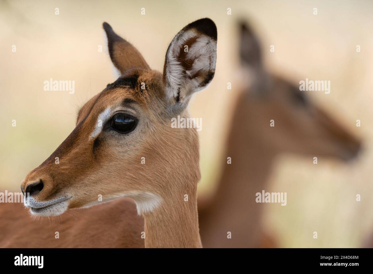 Ritratto di un vitello impala, Aepyceros melampus. Parco Nazionale del Lago Nakuru, Kenya, Africa. Foto Stock