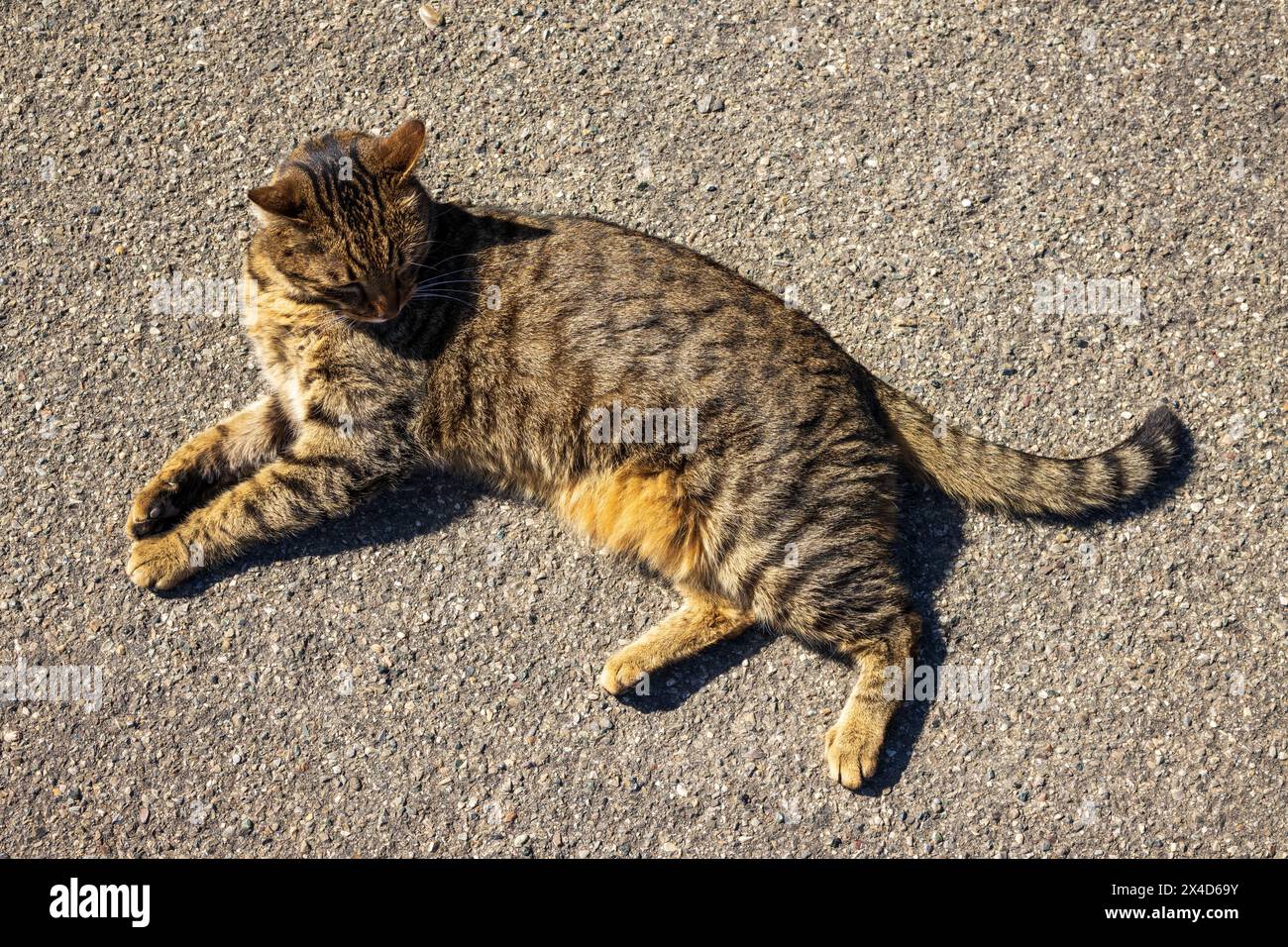 Un gatto randagio con strisce marroni nella pelliccia che giace al sole sul terreno di cemento nel centro storico di Certaldo, con un sole brillante in una giornata calda. Foto Stock