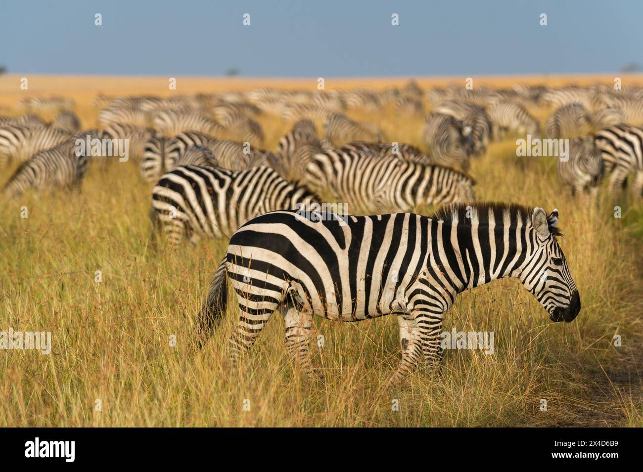 Branco di zebre delle pianure, Equus quagga, pascolano nell'erba della riserva nazionale Masai Mara, Kenya, Africa. Foto Stock