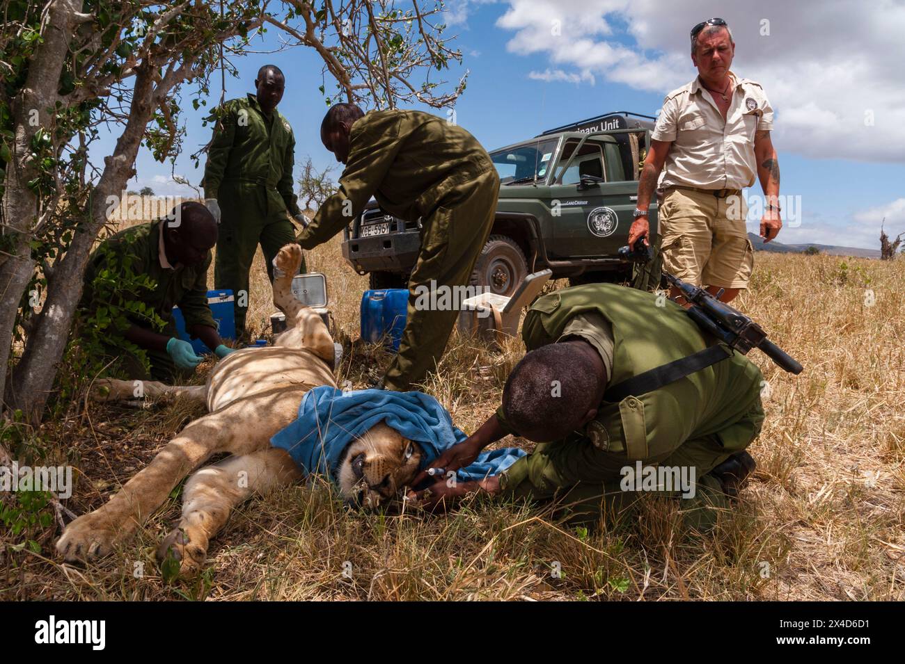Una leonessa ferita curata dall'unità veterinaria mobile del Kenya Wildlife Services. Voi, Tsavo Conservation area, Kenya. (Solo per uso editoriale) Foto Stock