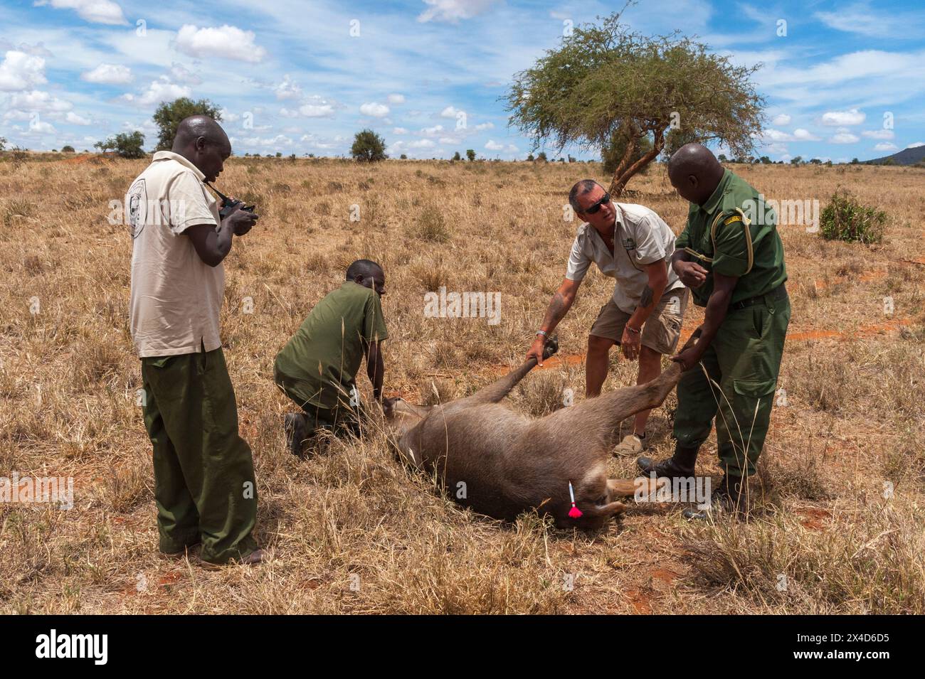 Un waterbuck ferito viene curato dall'unità veterinaria mobile del Kenya Wildlife Services. Voi, Kenya. (Solo per uso editoriale) Foto Stock