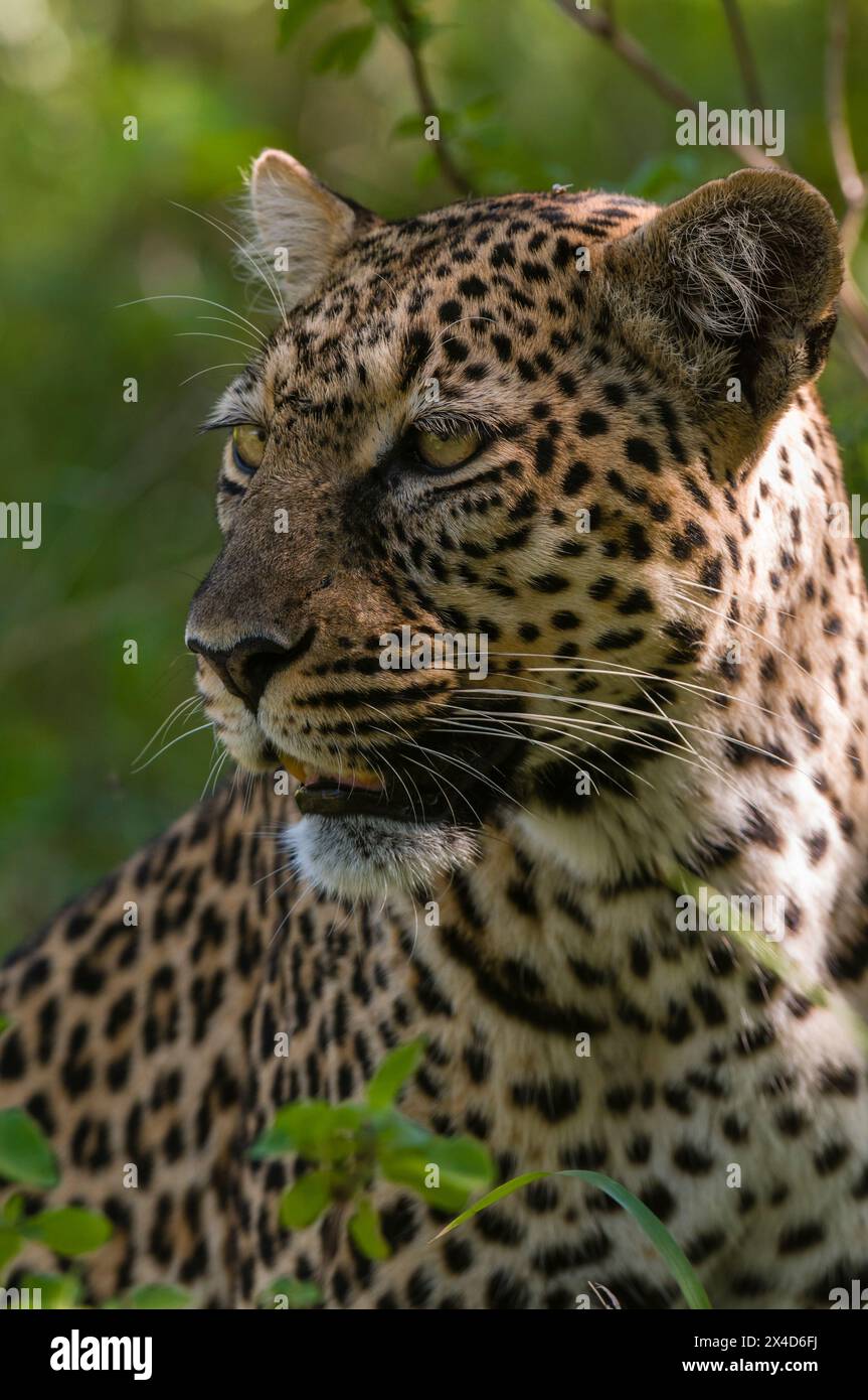 Ritratto ravvicinato di un leopardo, Panthera pardus. Riserva nazionale Masai Mara, Kenya. Foto Stock