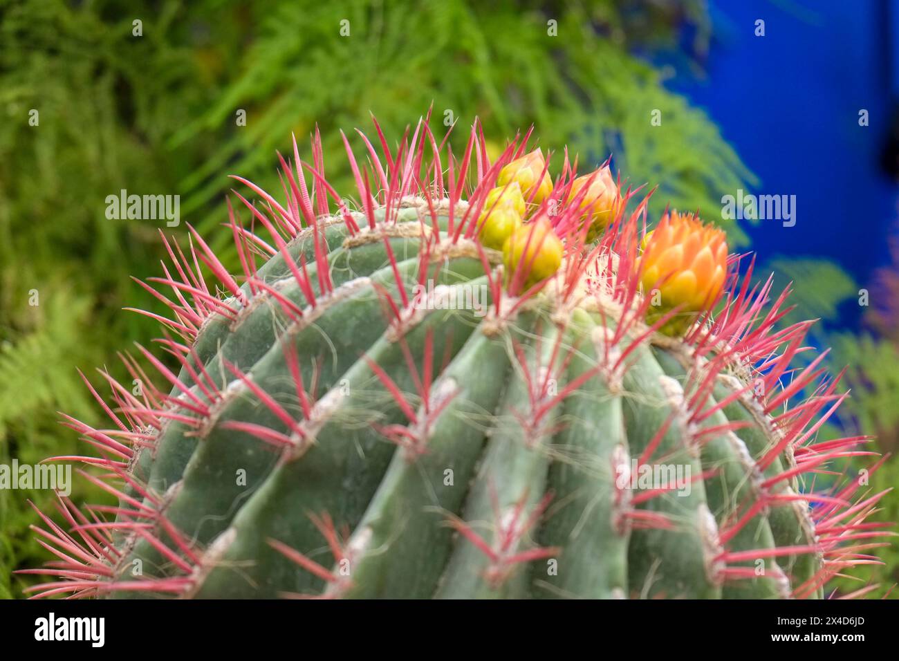 Marrakech, Marocco. Bellissimo giardino arido pieno di cactus e succulenti. I cactus cominciano a fiorire. Foto Stock