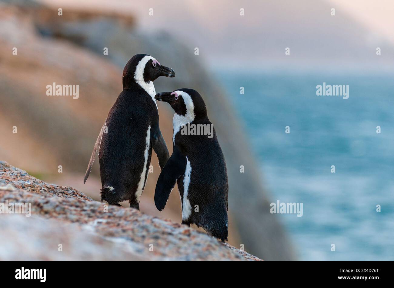 Ritratto di un pinguino di Jackass, Speniscus demersus. Simon's Town Western Cape Sud Africa Foto Stock