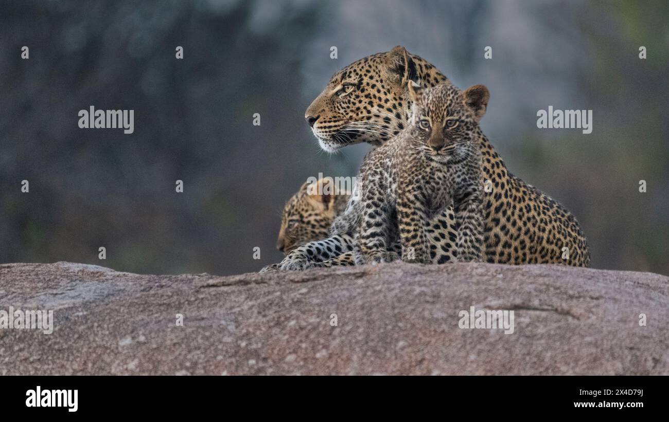 Africa, Tanzania, Parco Nazionale del Serengeti. Madre leopardata e cucciolo sul masso. Foto Stock