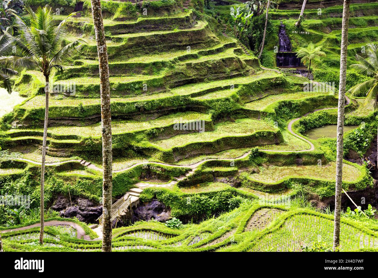 Le magnifiche terrazze di riso di Tegallalang viste dall'alto in una foresta di palme. Camminando tra i tanti livelli incredibili. Foto Stock