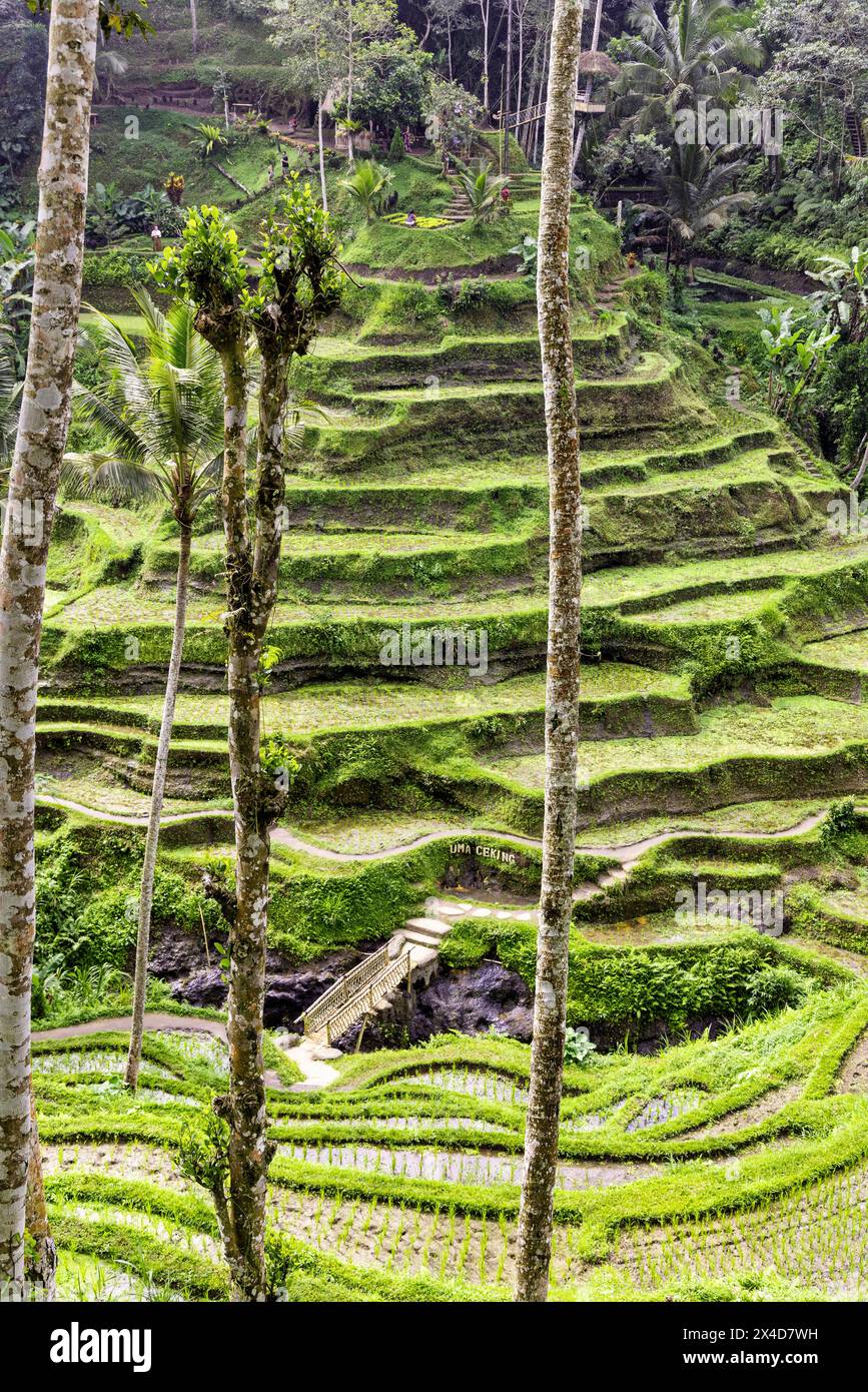 Le magnifiche terrazze di riso di Tegallalang viste dall'alto in una foresta di palme. Camminando tra i tanti livelli incredibili. Foto Stock