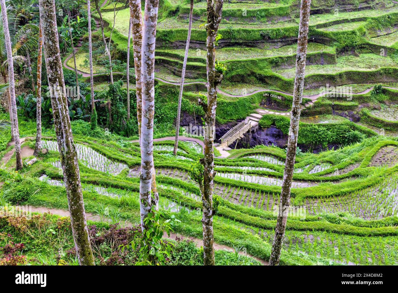 Le magnifiche terrazze di riso di Tegallalang viste dall'alto in una foresta di palme. Camminando tra i tanti livelli incredibili. Foto Stock