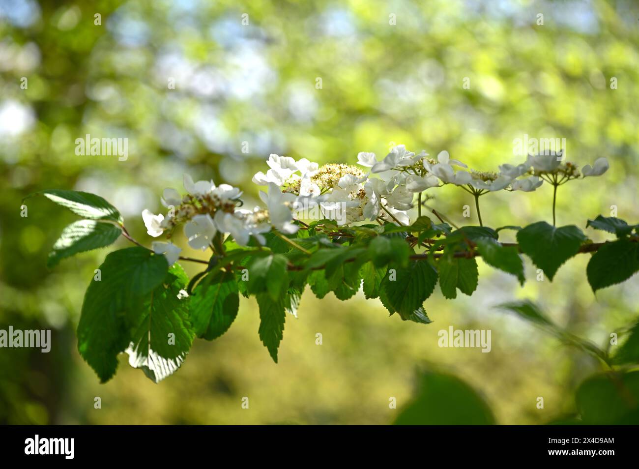 Fiori primaverili bianchi di Viburnum plicatum o Snowball giapponese aprile Foto Stock