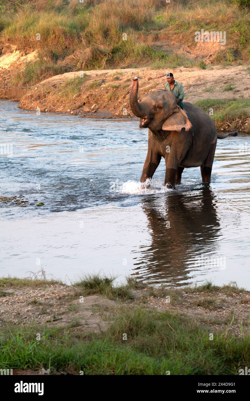 Asia, Nepal, Sauraha. Custode che cavalca un elefante asiatico salvato attraverso il fiume Budhi Rapti (solo per uso editoriale) Foto Stock