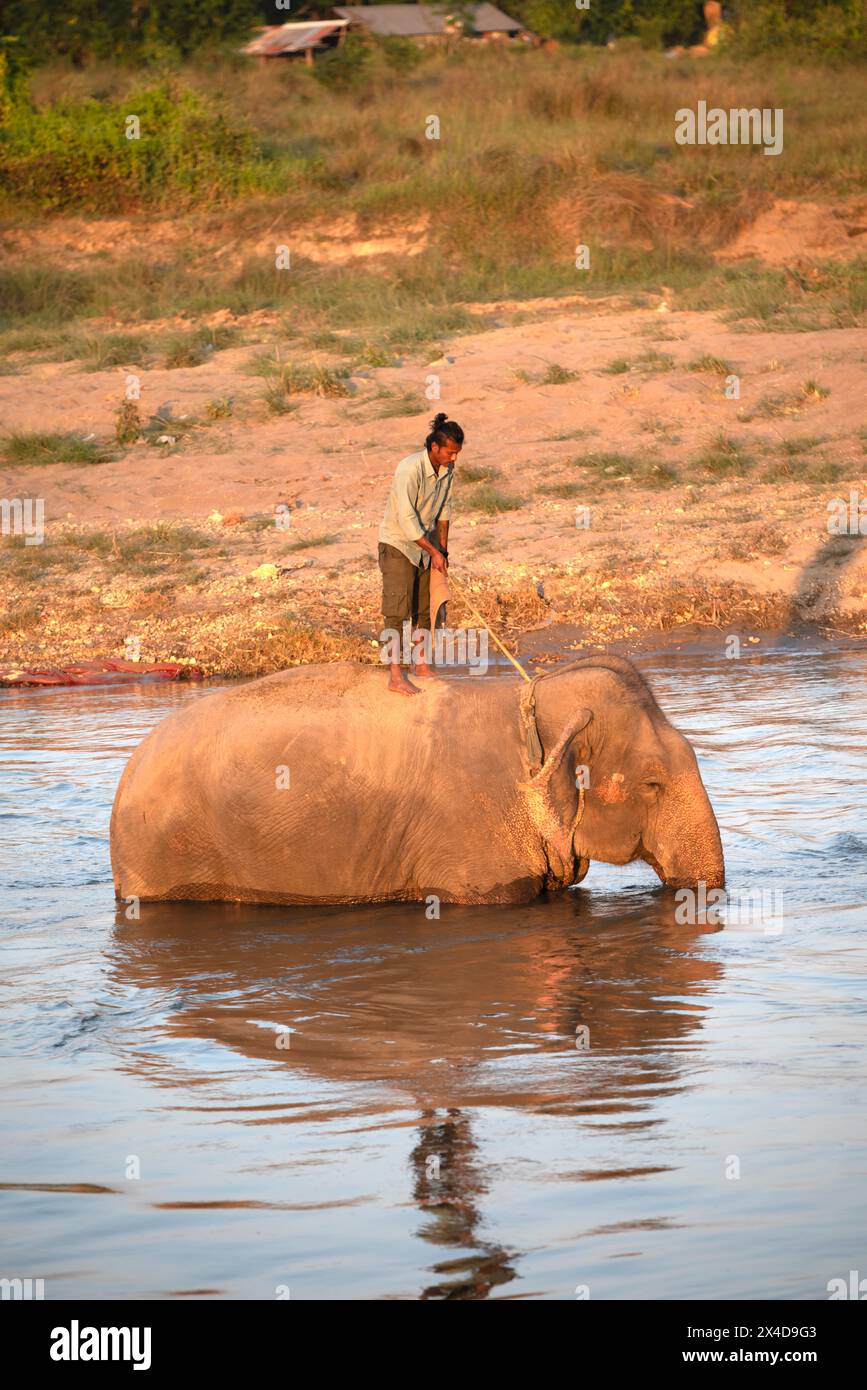 Asia, Nepal, Sauraha. Custode che fa fare il bagno all'elefante asiatico nel fiume Budhi Rapti. (Solo per uso editoriale) Foto Stock