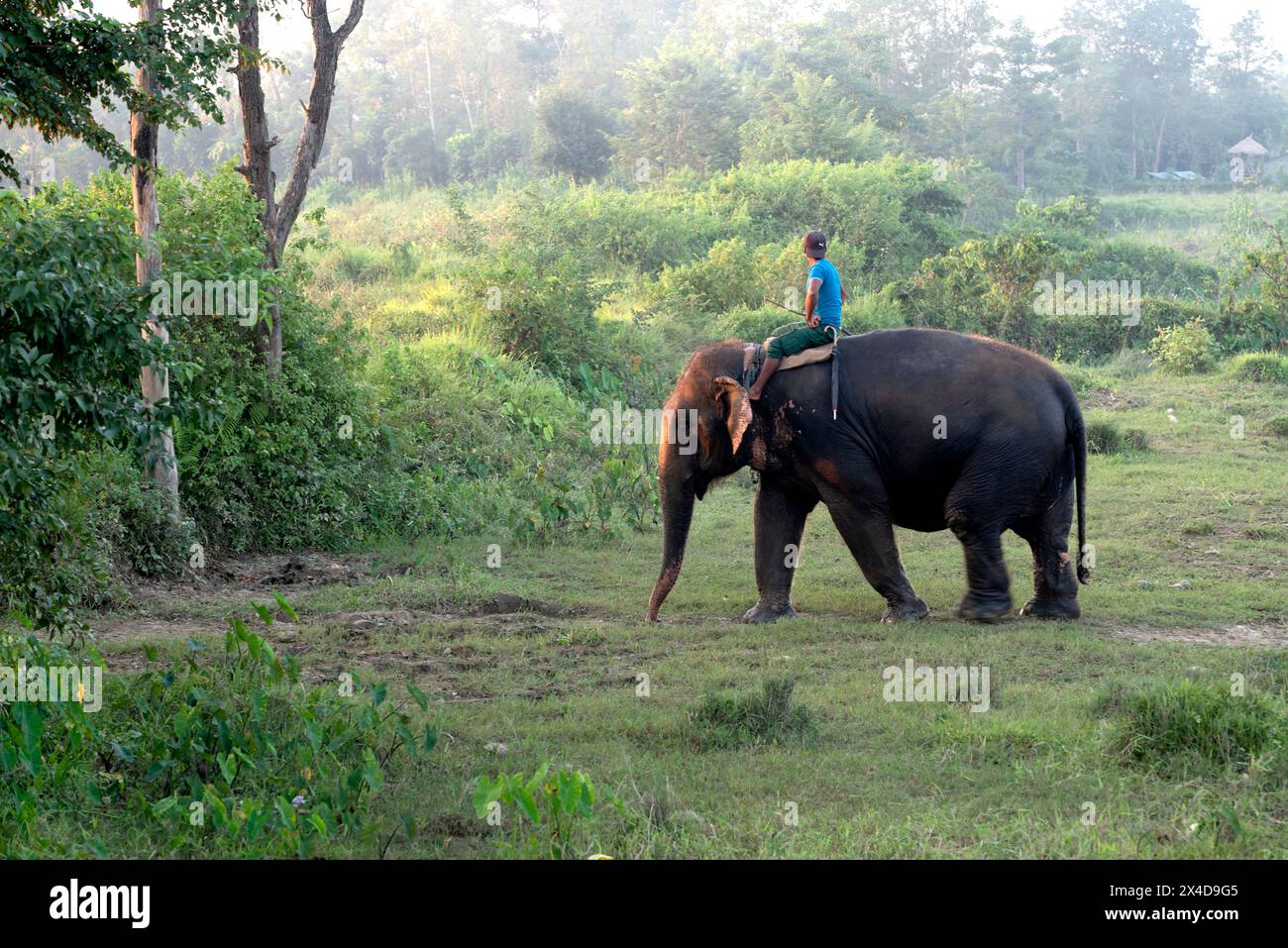 Nepal, Sauraha. Custode su elefante asiatico salvato e non funzionante (solo per uso editoriale) Foto Stock