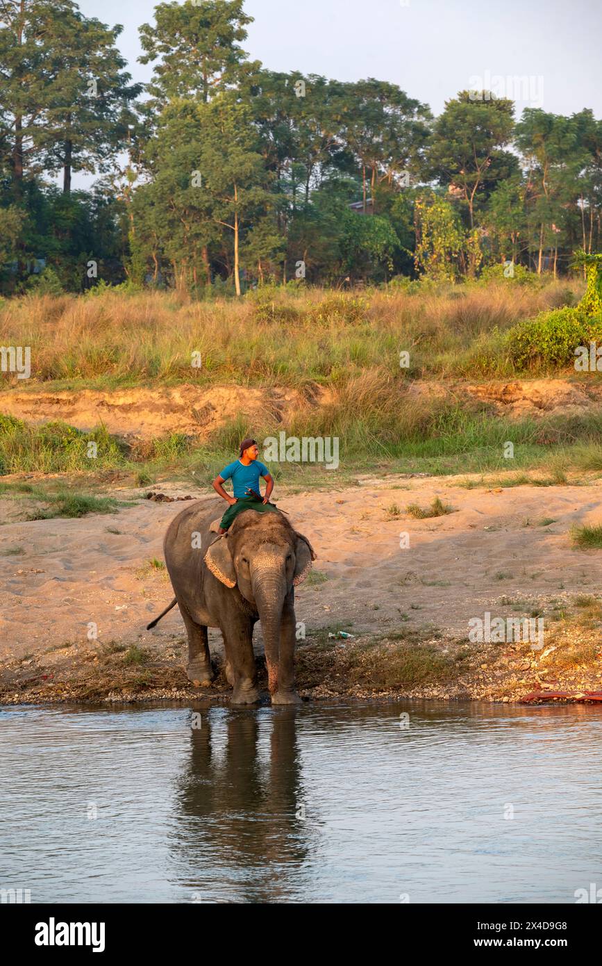 Asia, Nepal, Sauraha. Custode che porta un elefante asiatico non lavoratore al fiume Budhi Rapti. (Solo per uso editoriale) Foto Stock