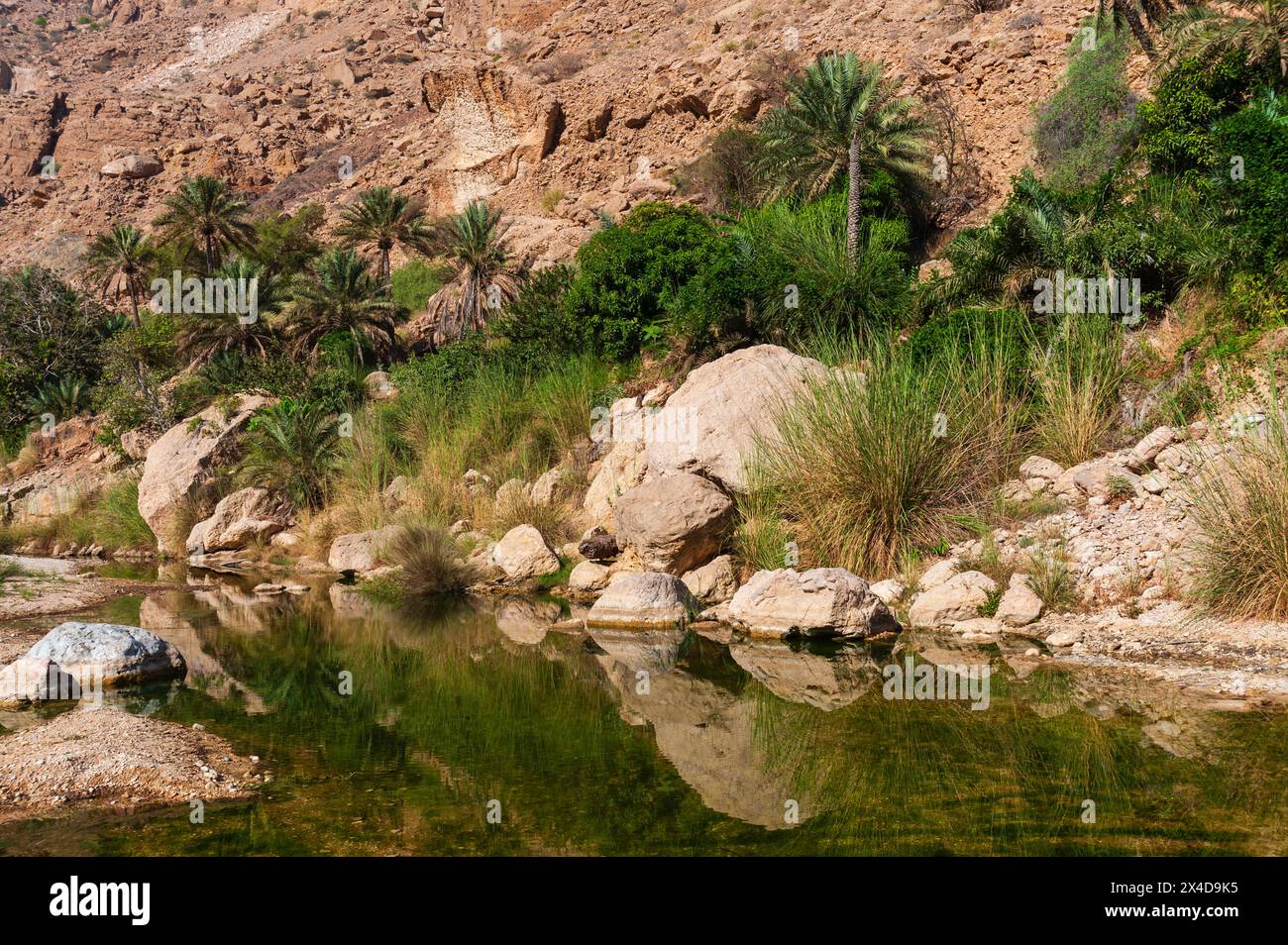 Un'oasi tranquilla e panoramica a Wadi Tiwi, con erbe e palme. Wadi Tiwi, Oman. Foto Stock