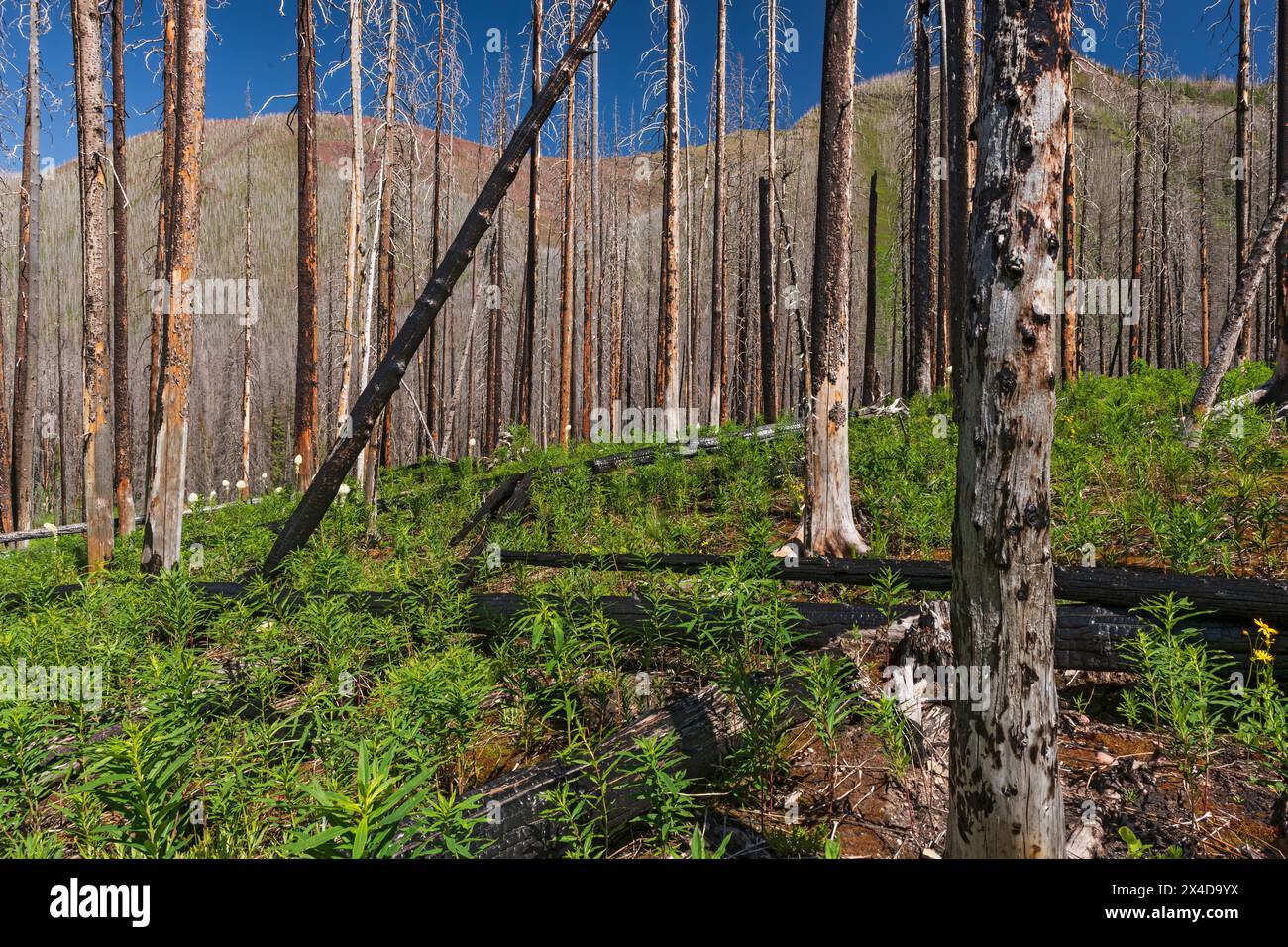 Canada, Alberta, Waterton Lakes National Park. Orso erba e ricrescita dopo il fuoco. Foto Stock