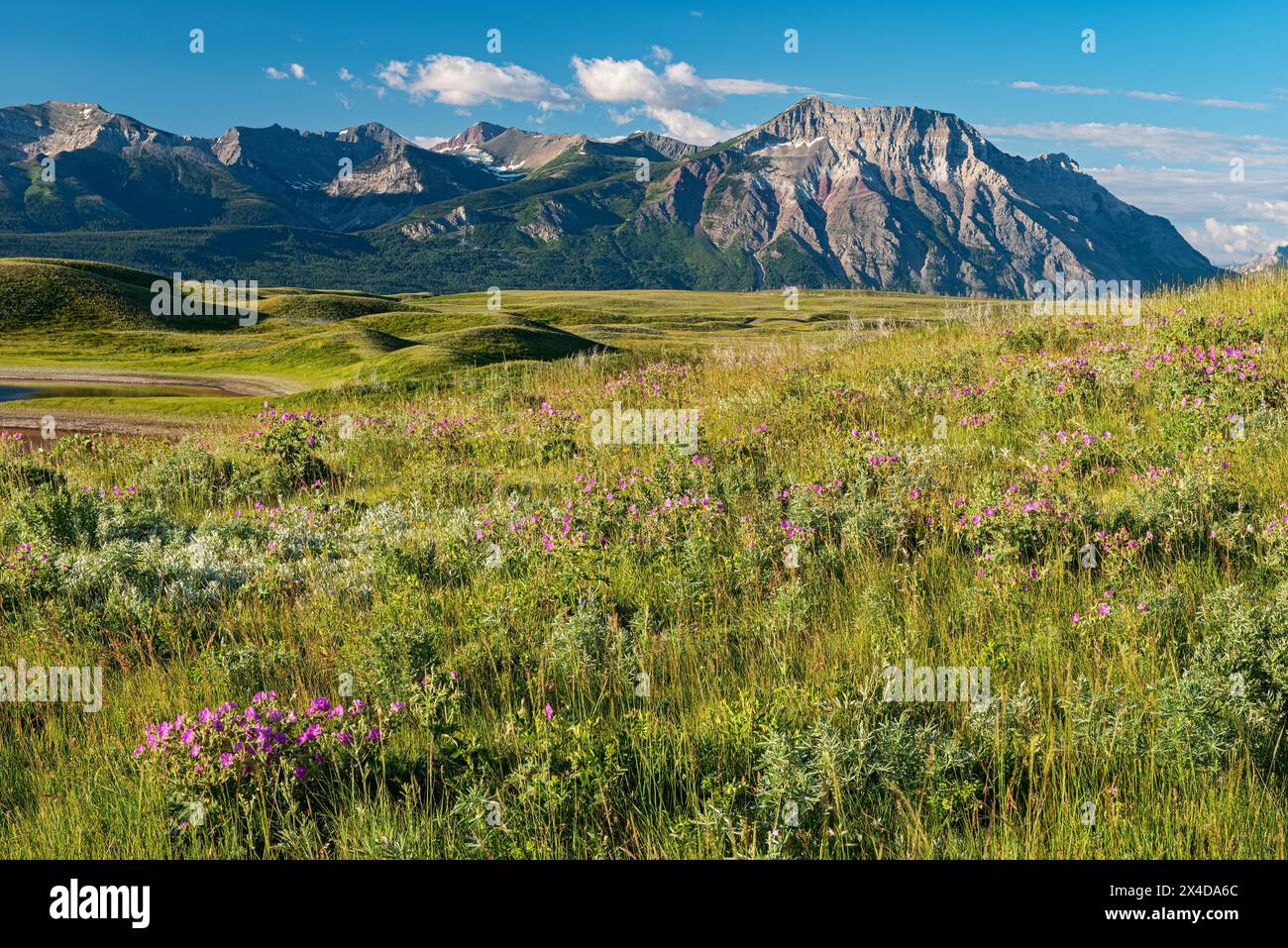 Canada, Alberta, Waterton Lakes National Park. Montagna e fiori selvatici nel paesaggio della prateria. Foto Stock