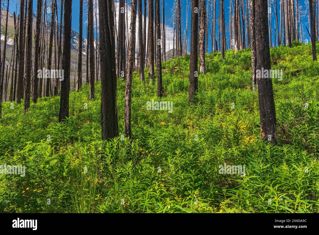 Canada, Alberta, Waterton Lakes National Park. La ricrescita della foresta dopo l'incendio. Foto Stock