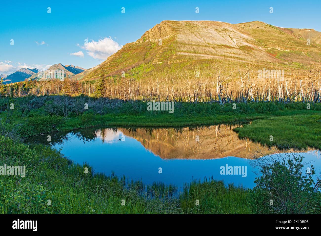 Canada, Alberta, Waterton Lakes National Park. Riflesso montano nel Blakiston Creek. Foto Stock