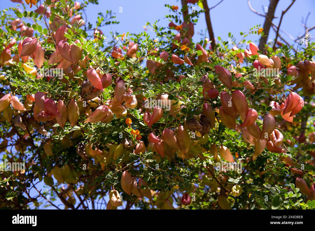 Scatole rosse con semi su un albero. Albero delle bolle. Foto Stock