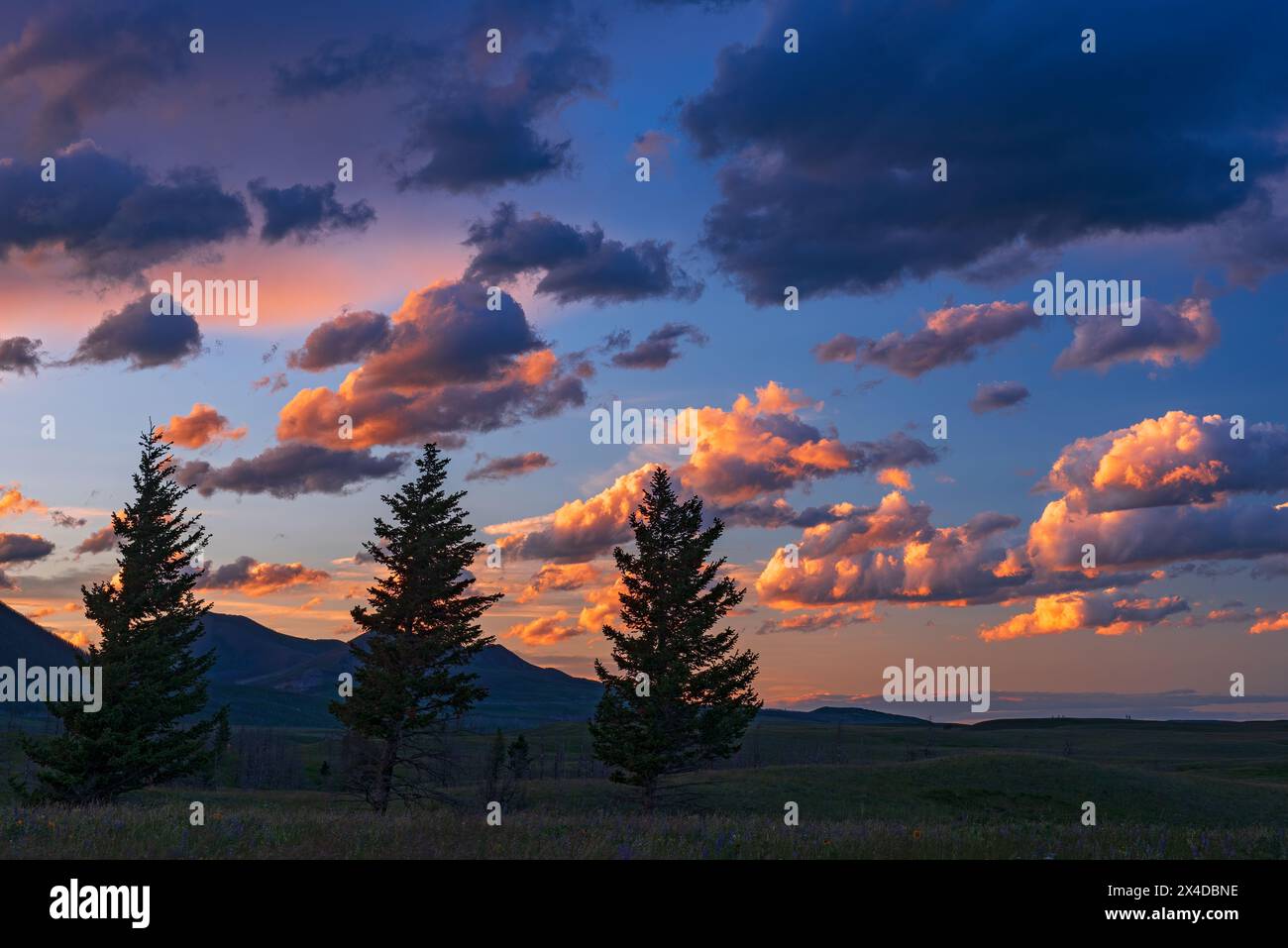 Canada, Alberta, Waterton Lakes National Park. Sagome di alberi e montagne al tramonto. Foto Stock
