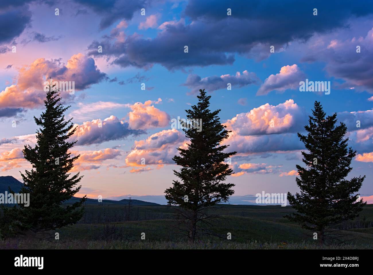 Canada, Alberta, Waterton Lakes National Park. Sagome di alberi e montagne al tramonto. Foto Stock