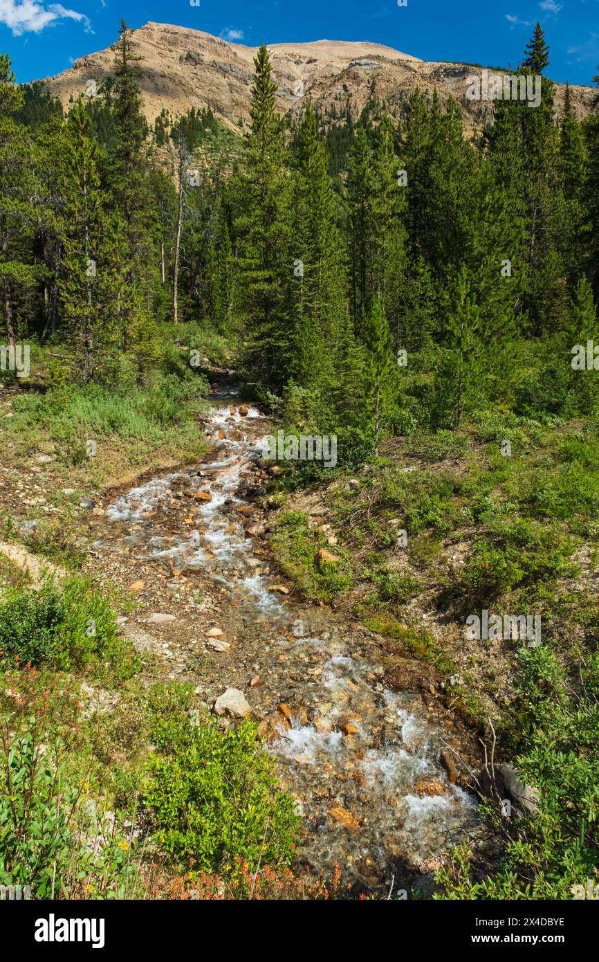 Canada, Alberta, Banff National Park. Rapide su Rocky creek. Foto Stock