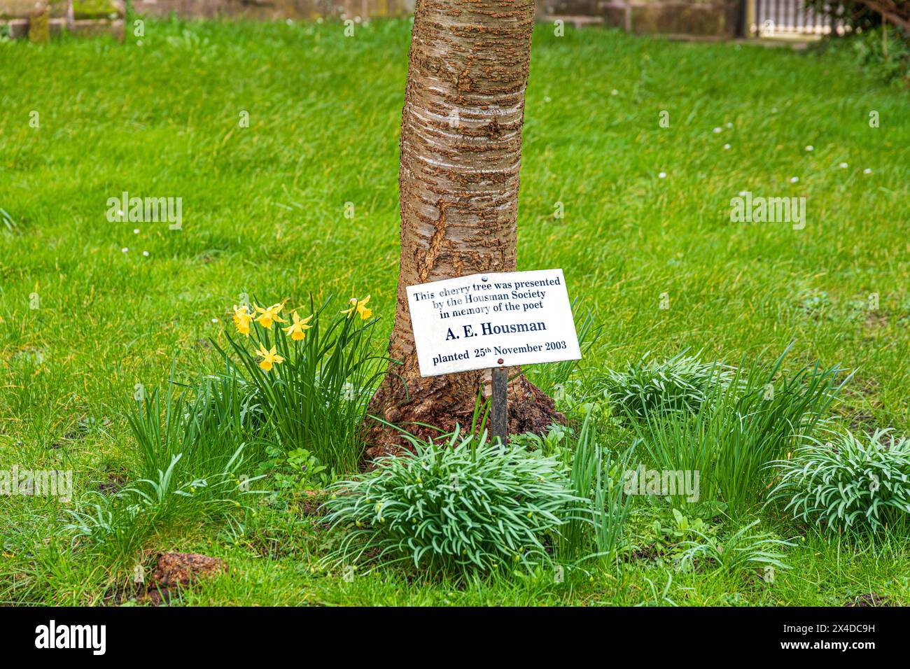 Un albero di ciliegio piantato come memoriale al poeta A e Housman accanto alla chiesa di St Laurences nella città medievale di Ludlow, Shropshire, Inghilterra Regno Unito Foto Stock