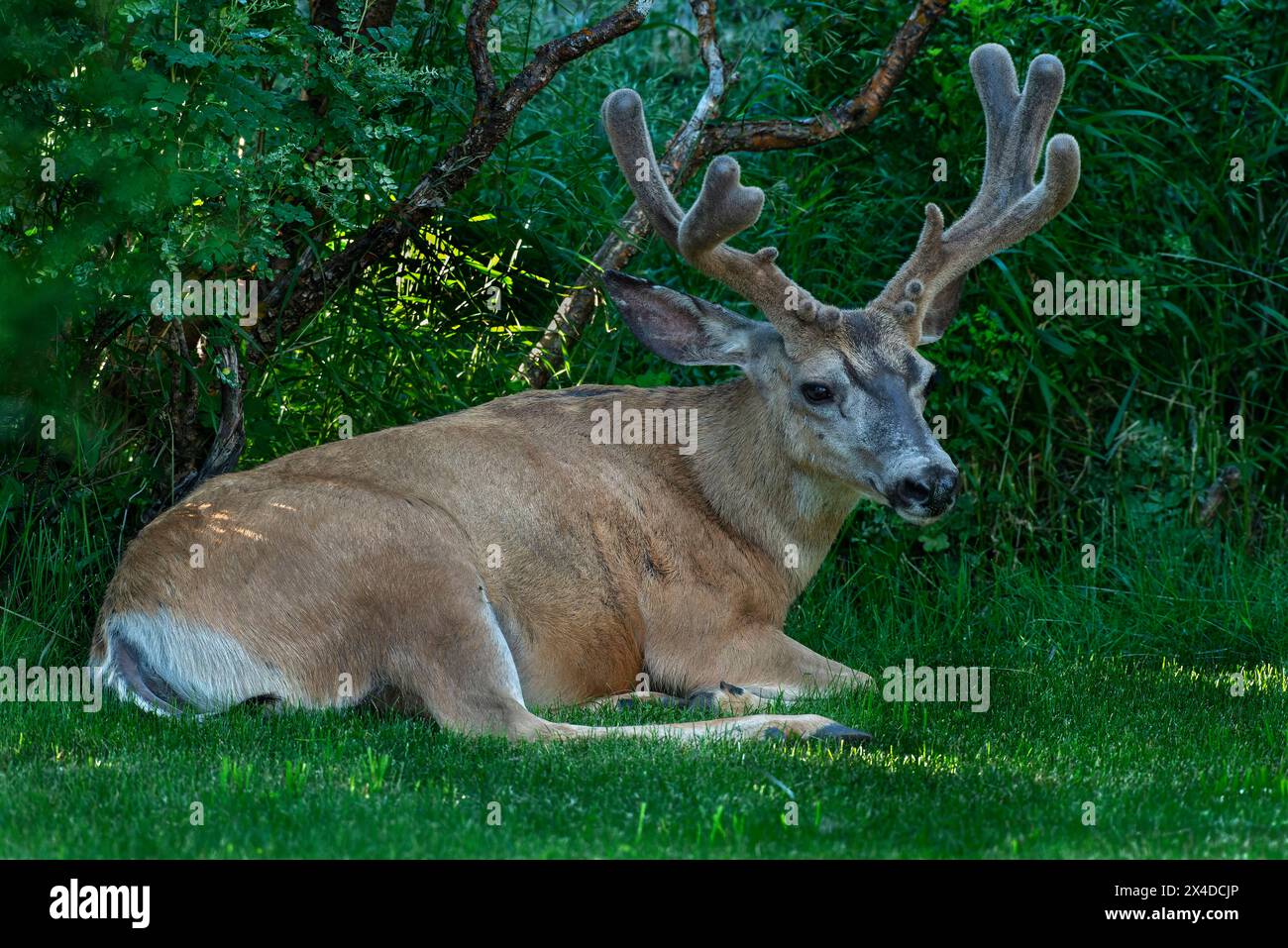 Canada, Alberta, Waterton Lakes National Park. Mulo cervo che riposa nell'erba. Foto Stock