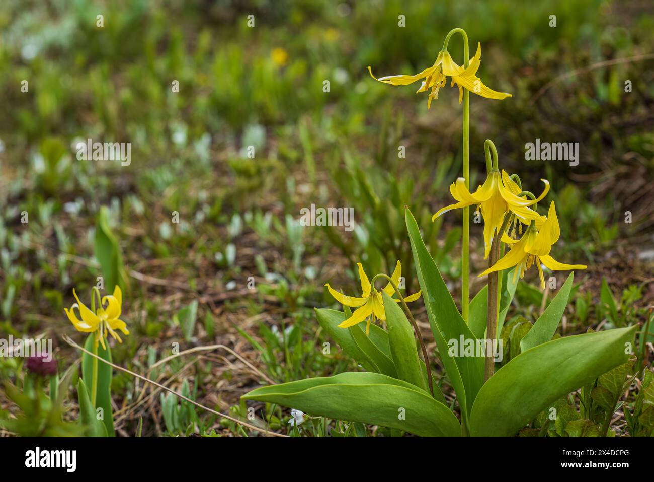 Canada, Alberta, Banff National Park. Fiori gialli di valanga nei Sunshine Meadows. Foto Stock