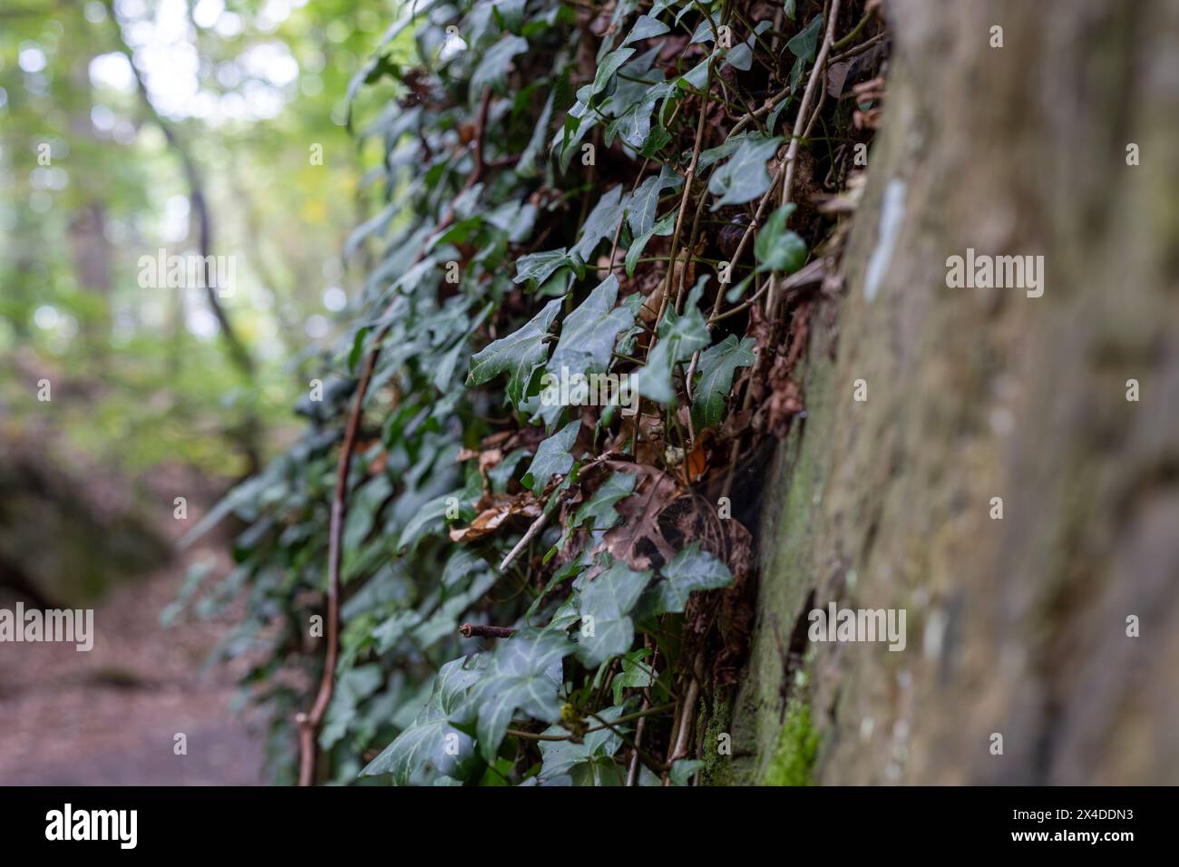 Edera che cresce su un muro di pietra nella foresta. Sfondo naturale Foto Stock