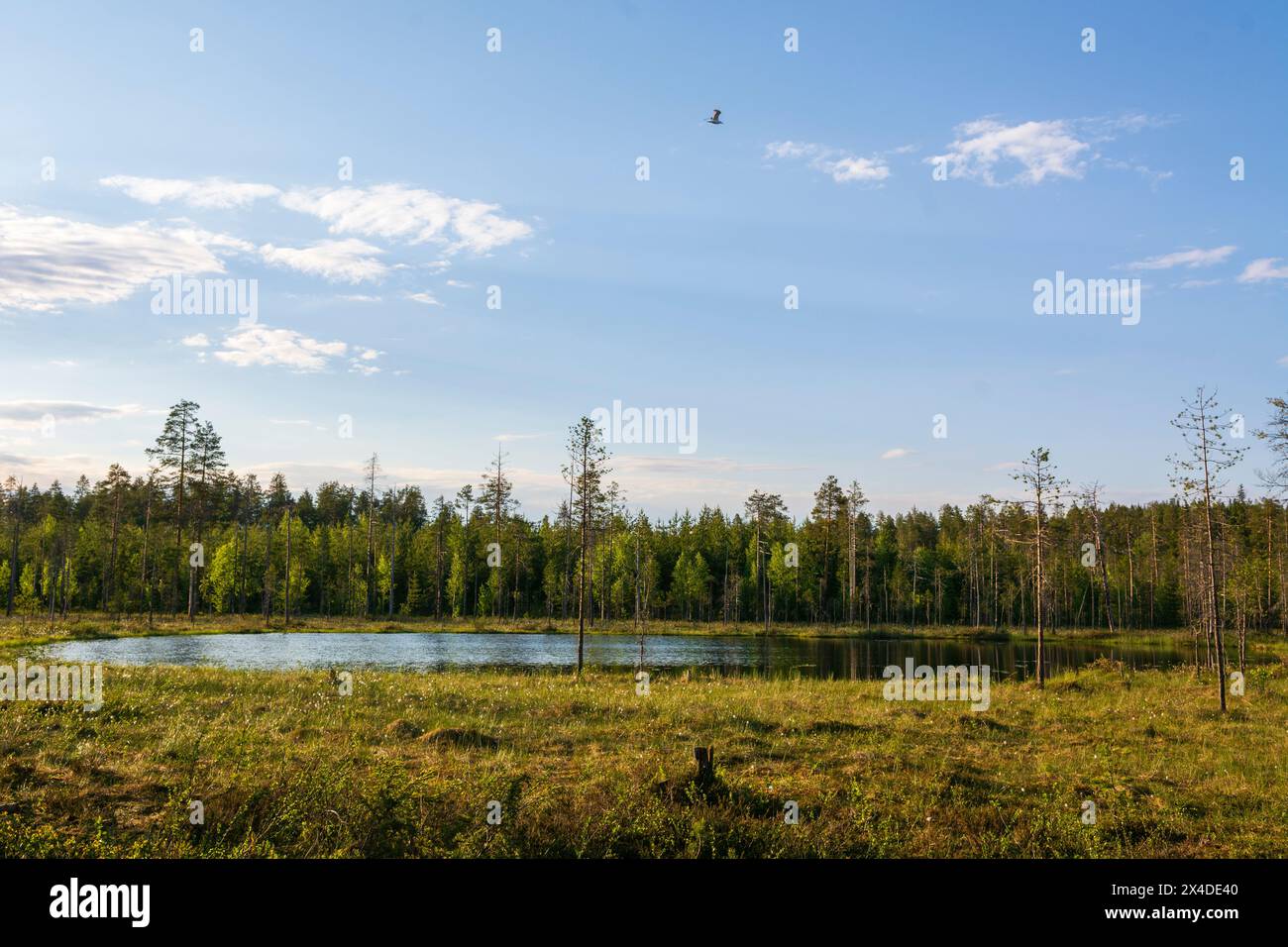 Un paesaggio panoramico con foreste sempreverdi e un lago, Kuhmo, Oulu, Finlandia. Foto Stock