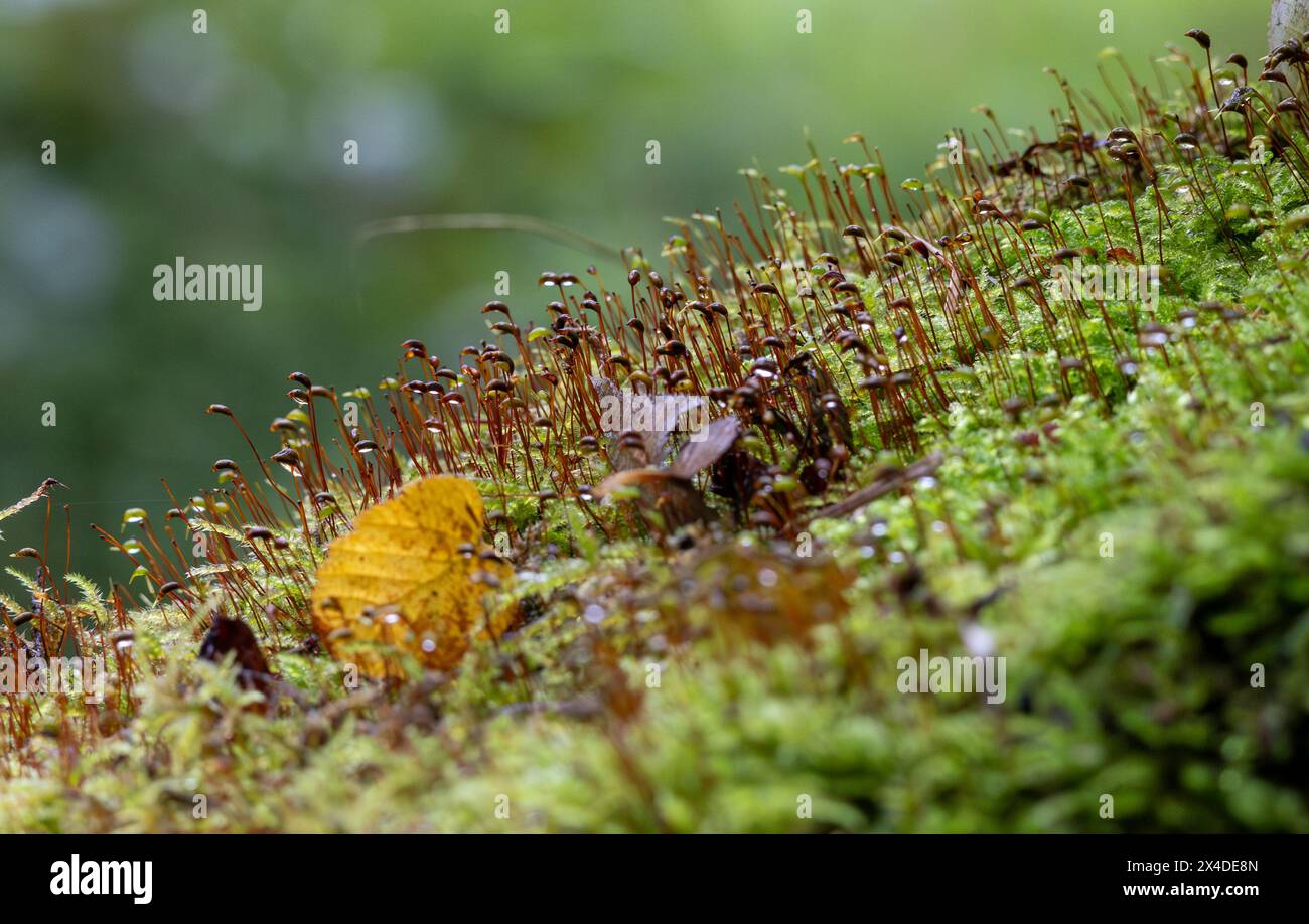 Muschio e foglie a terra nella foresta. Messa a fuoco selettiva Foto Stock