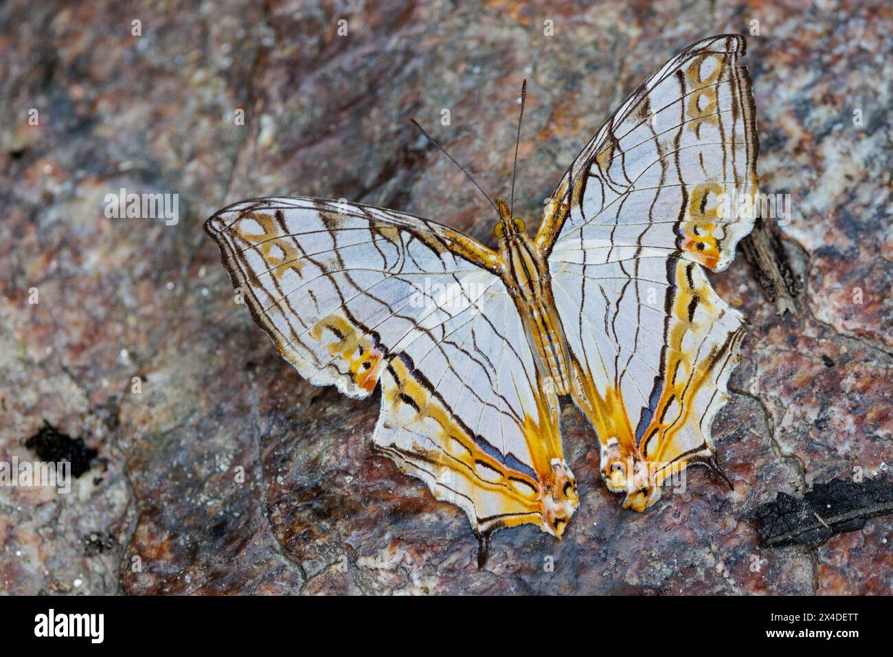 La farfalla Common Mapwing (Cyrestis thyodamas) si trova su un terreno di roccia granitica, in Thailandia Foto Stock