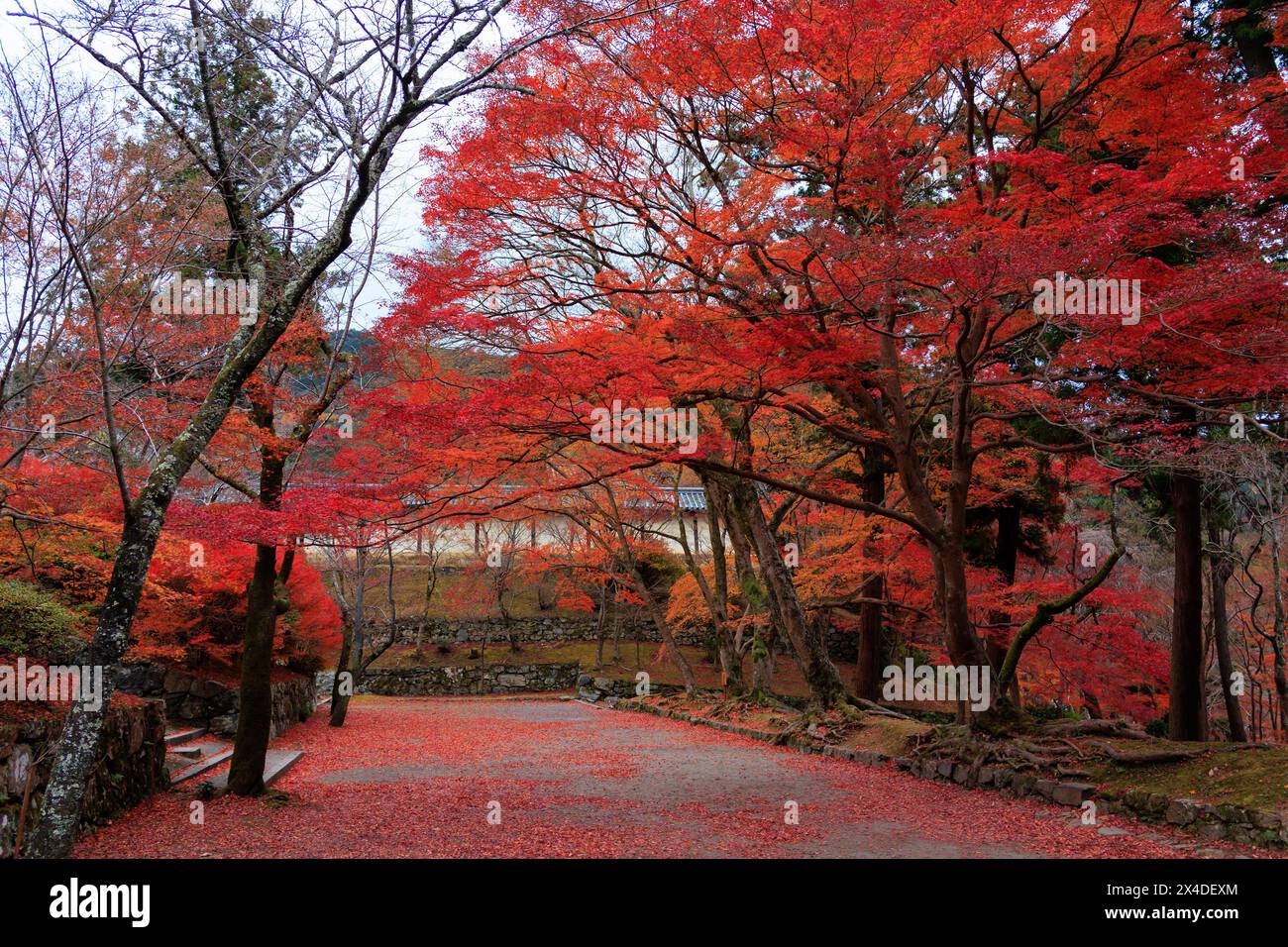 Vivace fogliame rosso autunnale intorno alla città di Kyoto, in Giappone. Foto Stock