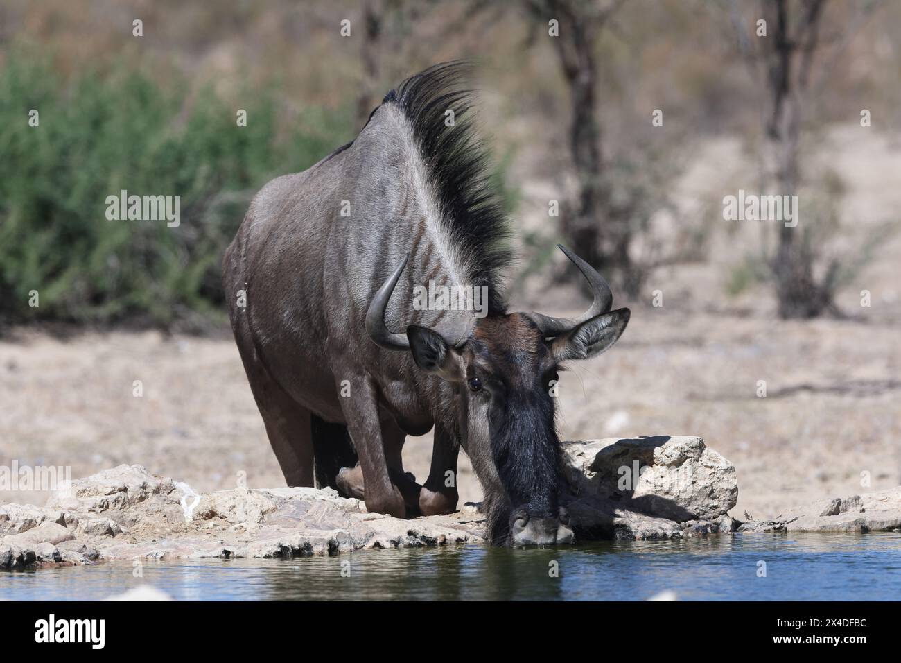 Il gnu blu, chiamato anche gnu, dalla barba bianca o gnu Foto Stock