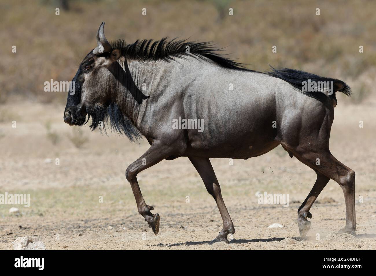 Il gnu blu, chiamato anche gnu, dalla barba bianca o gnu Foto Stock