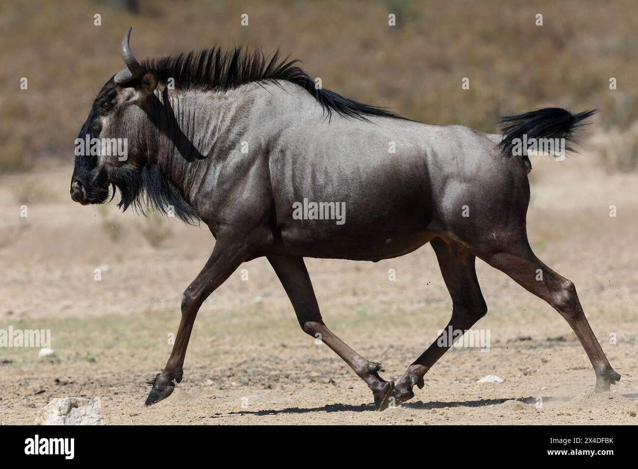 Il gnu blu, chiamato anche gnu, dalla barba bianca o gnu Foto Stock