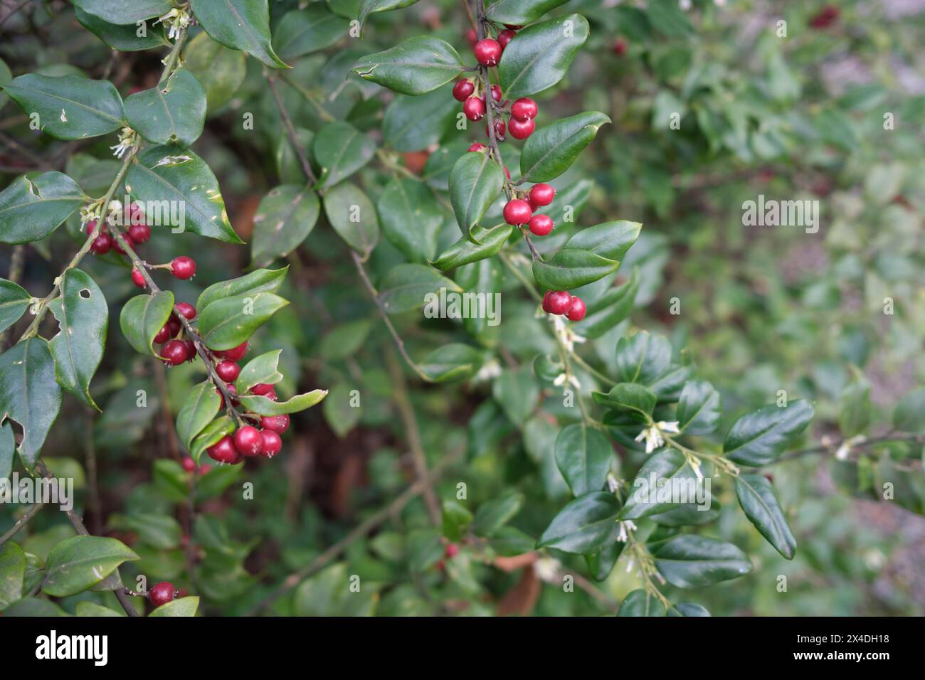 Ruscifolia sarcococca ruscifolia ravvicinata Foto Stock