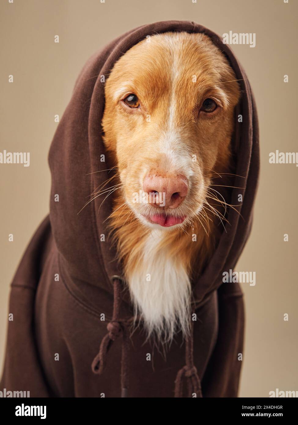 Un cane Tolling Retriever della Nova Scotia Duck indossa una felpa con cappuccio, che si fonde con un tocco di comfort e simpatia Foto Stock