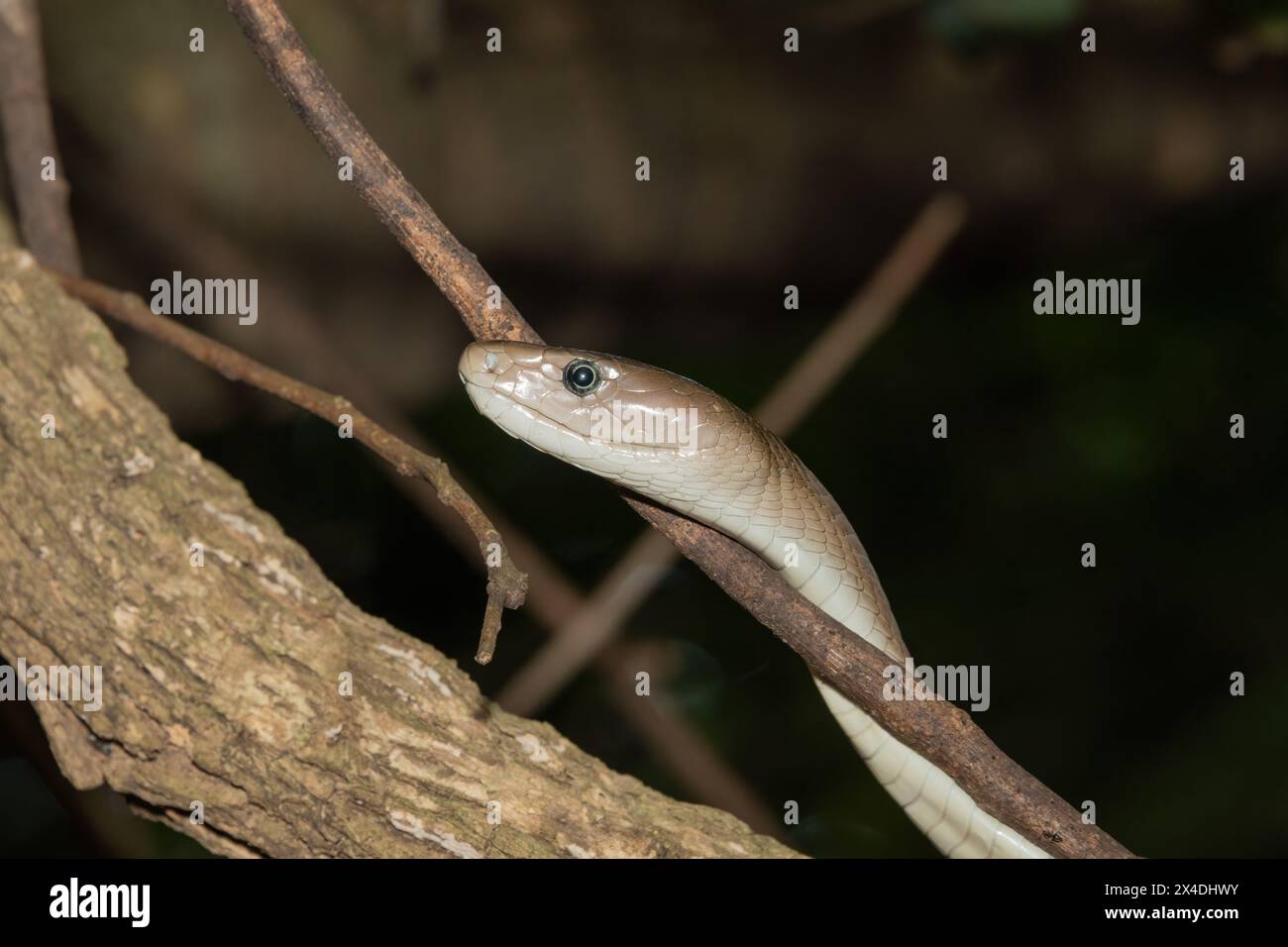 Una mamba nera adulta (Dendroaspis polylepis) che sale su un albero nel cespuglio Foto Stock