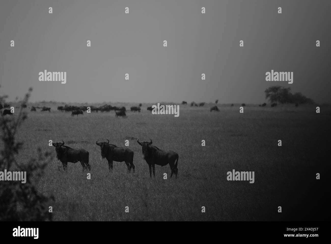 GNU nel Serengeti durante la grande migrazione Foto Stock