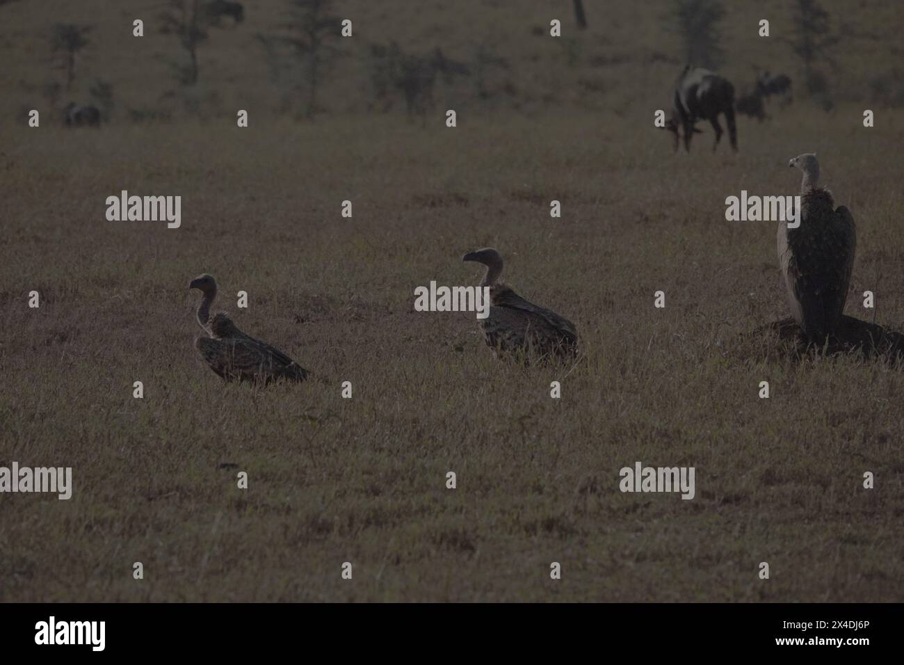 Trio di avvoltoi al mattino presto, Tanzania Foto Stock