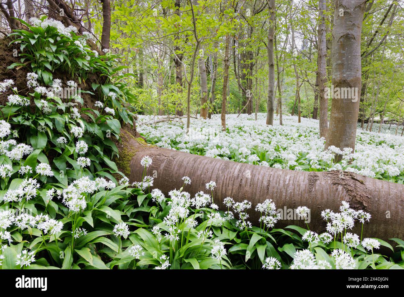 Un tappeto di fiori bianchi e foglie verdi scure di aglio selvatico (Allium ursinum) che cresce sopra e intorno a un albero caduto nel bosco del Northamptonshire. Foto Stock
